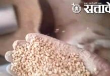 Food and Drugs Department : जिल्ह्यात रेशनमधून निकृष्ट तांदूळ-ज्वारीचे वितरण