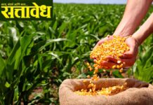 Maize producer farmers : २० लाख क्विंटल उत्पादन, खरेदी फक्त ६० हजार! मका उत्पादक हवालदिल