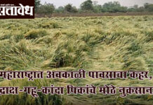 Unseasonal rain : महाराष्ट्रात अवकाळी पावसाचा कहर, द्राक्ष-गहू-कांदा पिकांचे मोठे नुकसान