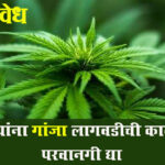 Vidarbha Farmers : शेतकऱ्यांना गांजा लागवडीची कायदेशीर परवानगी द्या