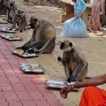 Hanuman jayanti : हनुमान जयंतीनिमित्त माकडांची शिस्तबद्ध पंगत, भक्ती आणि भूतदयाचा संगम