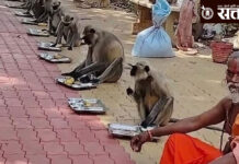 Hanuman jayanti : हनुमान जयंतीनिमित्त माकडांची शिस्तबद्ध पंगत, भक्ती आणि भूतदयाचा संगम