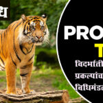Tiger reserve projects : विदर्भातील व्याघ्र प्रकल्पांचा निधी वळवला, विधिमंडळात पडसाद