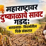 Drought Relief : महाराष्ट्रावर दुष्काळाचे सावट गडद; मराठवाडा- विदर्भातील पिके संकटात