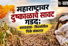 Drought Relief : महाराष्ट्रावर दुष्काळाचे सावट गडद; मराठवाडा- विदर्भातील पिके संकटात